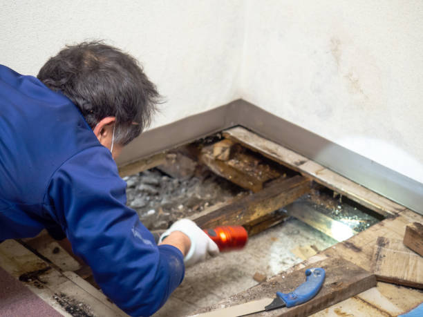 Best Emergency Mold Removal  in Rio Rancho, NM