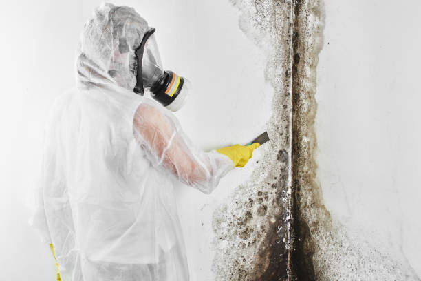 Crawl Space Mold Removal in Rio Rancho, NM