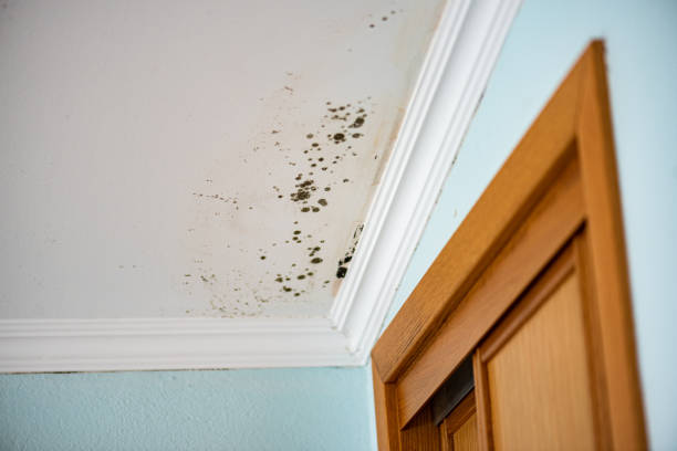 Best Toxic Mold Removal  in Rio Rancho, NM