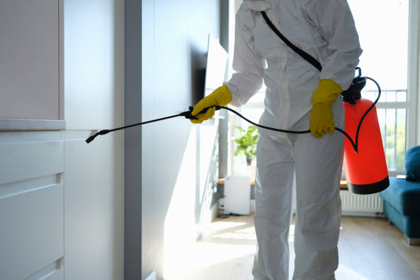 Mold Removal Process in Rio Rancho, NM