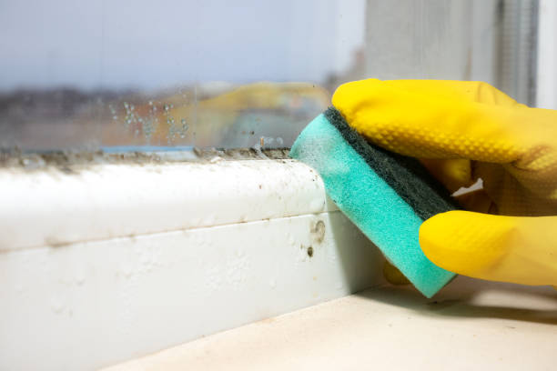 Best Mold Damage Repair  in Rio Rancho, NM