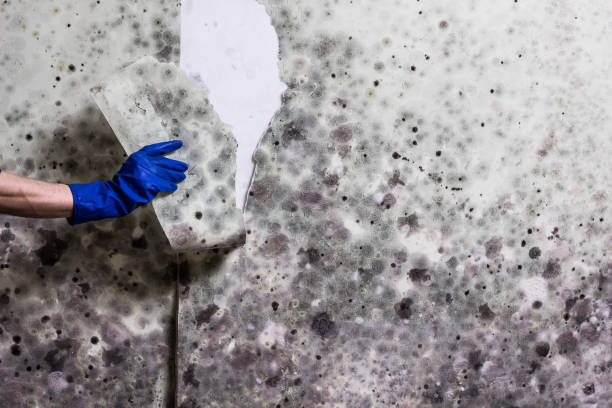 Best Professional Mold Removal  in Rio Rancho, NM